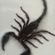 Scorpion naturalisé sous verre