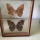 Wooden frame with 2 butterflies