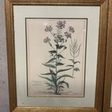 Lot of Paintings Botanical Engravings Old Vintage Herbariums