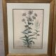 Lot of Paintings Botanical Engravings Old Vintage Herbariums