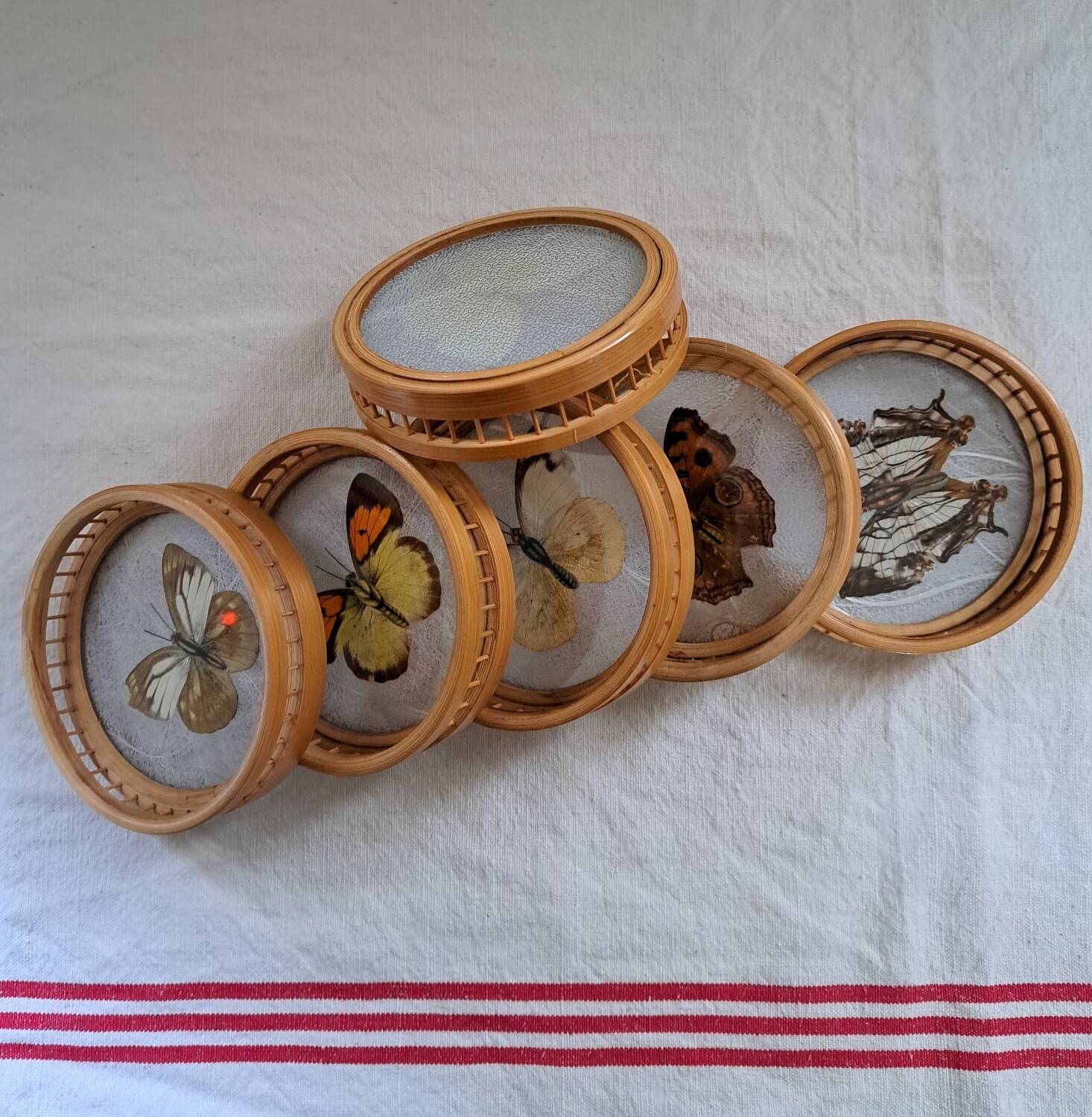 6 70's Butterflies under glass and their support