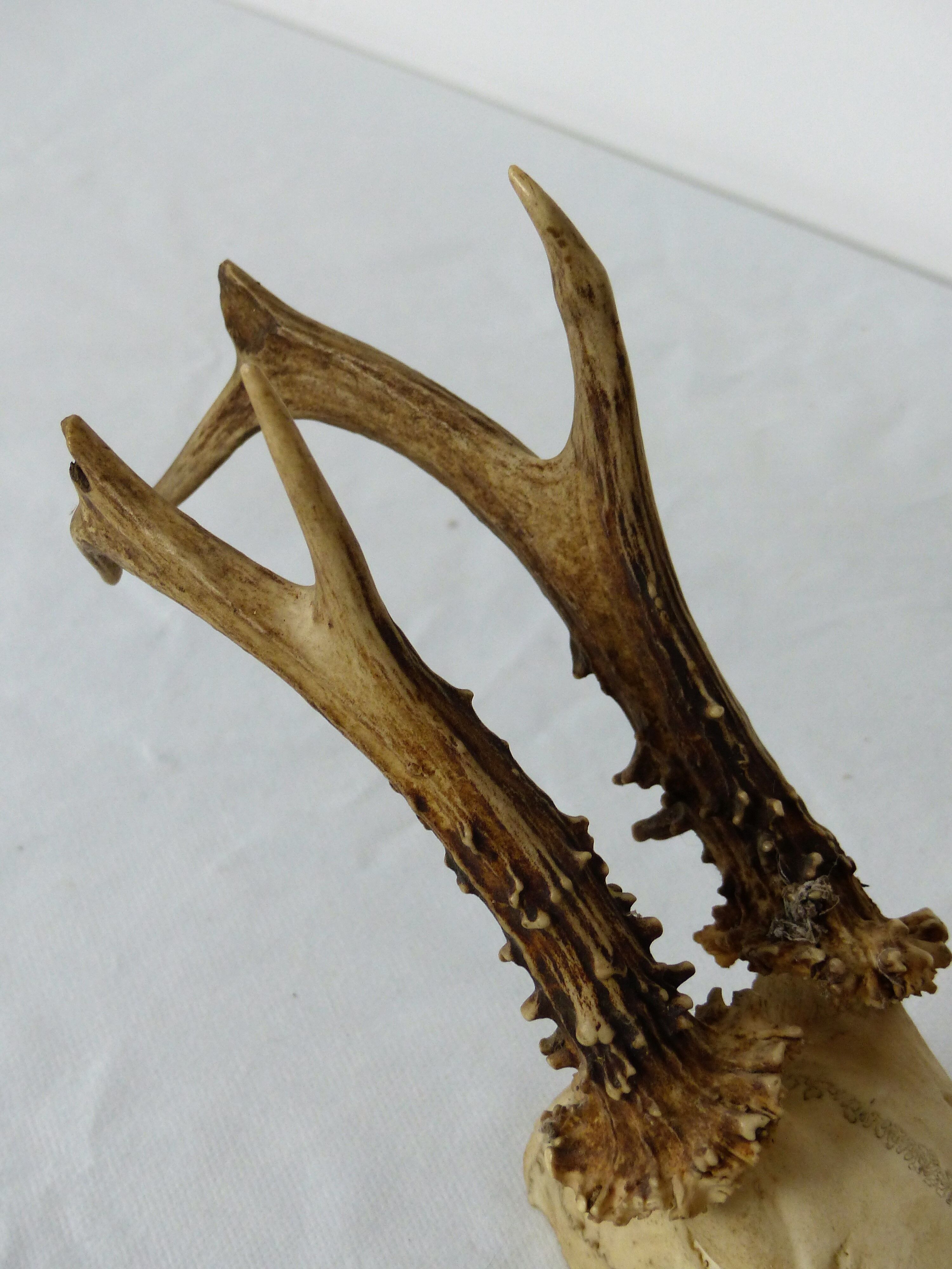 Deer massacre trophy