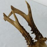 Deer massacre trophy