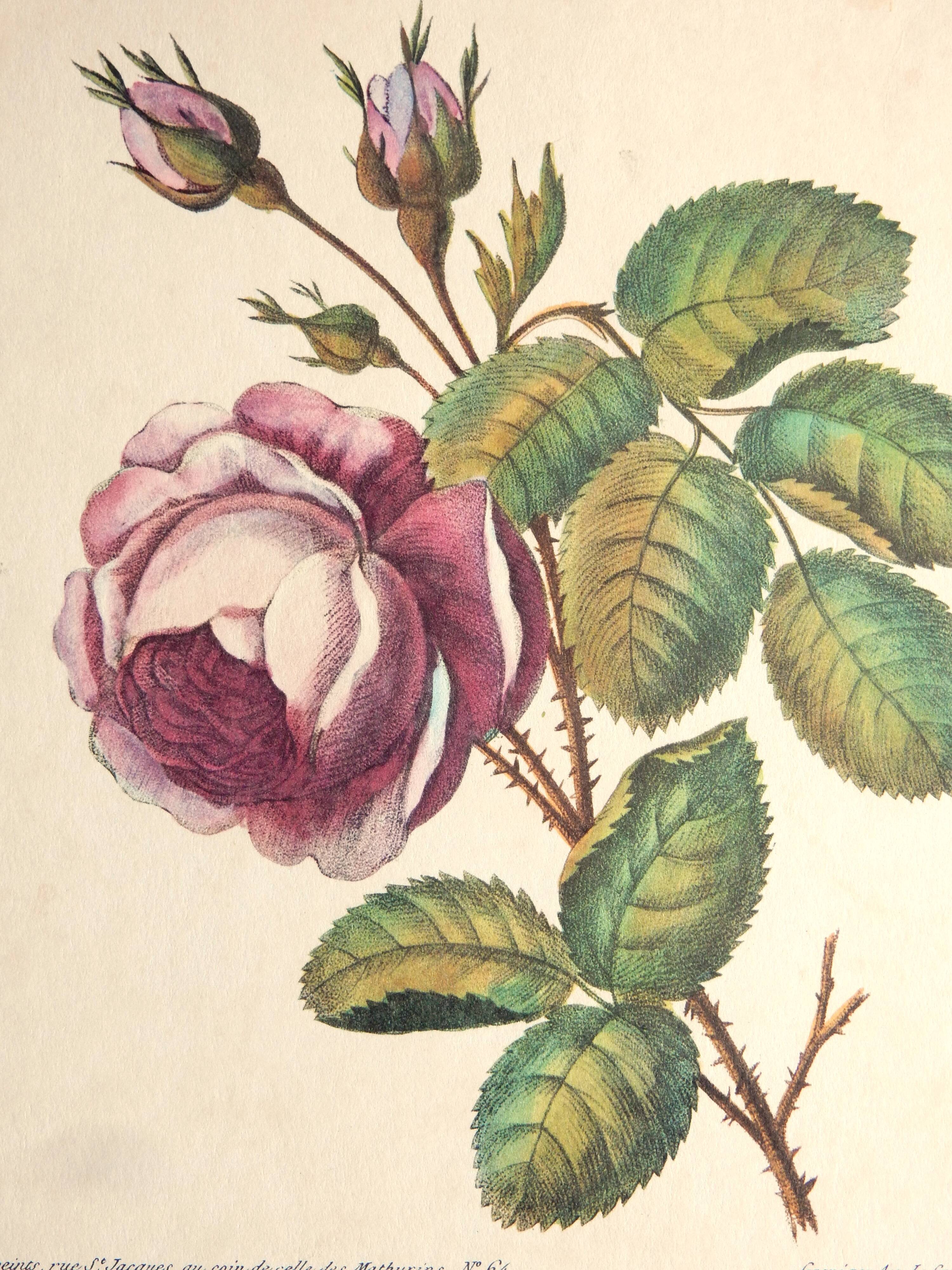 Ancienne planche botanique de rose vintage années 60