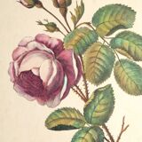 Ancienne planche botanique de rose vintage années 60