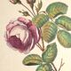 Ancienne planche botanique de rose vintage années 60