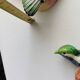 Two exotic birds in slip to hang