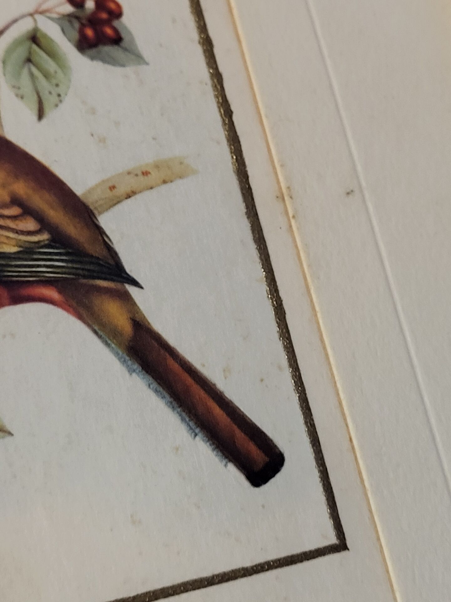 Cadre oiseaux