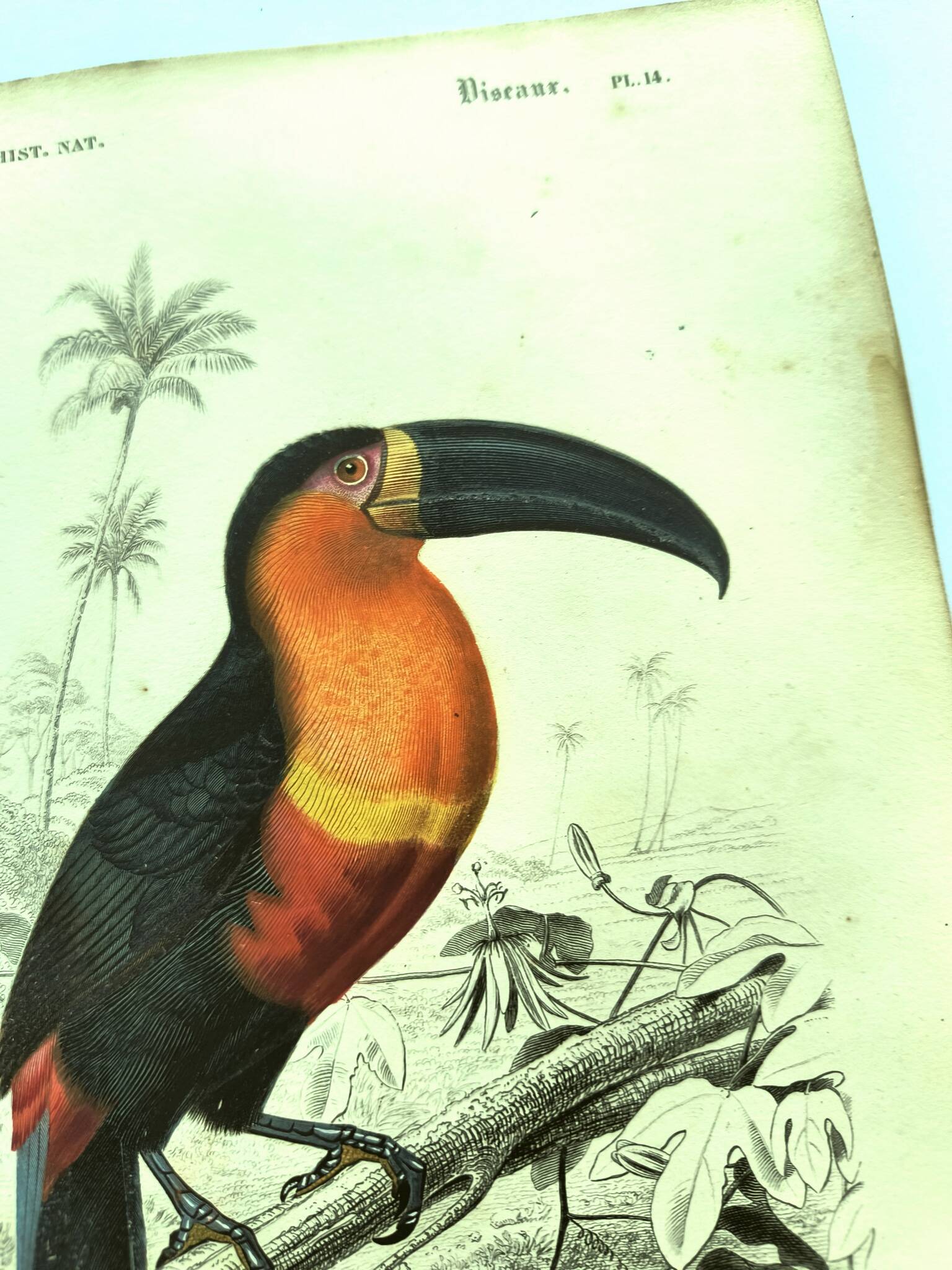 Gravure ancienne 1849 - Toucan par E.Travies. Lithographie iconique vintage