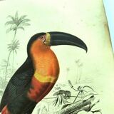 Gravure ancienne 1849 - Toucan par E.Travies. Lithographie iconique vintage