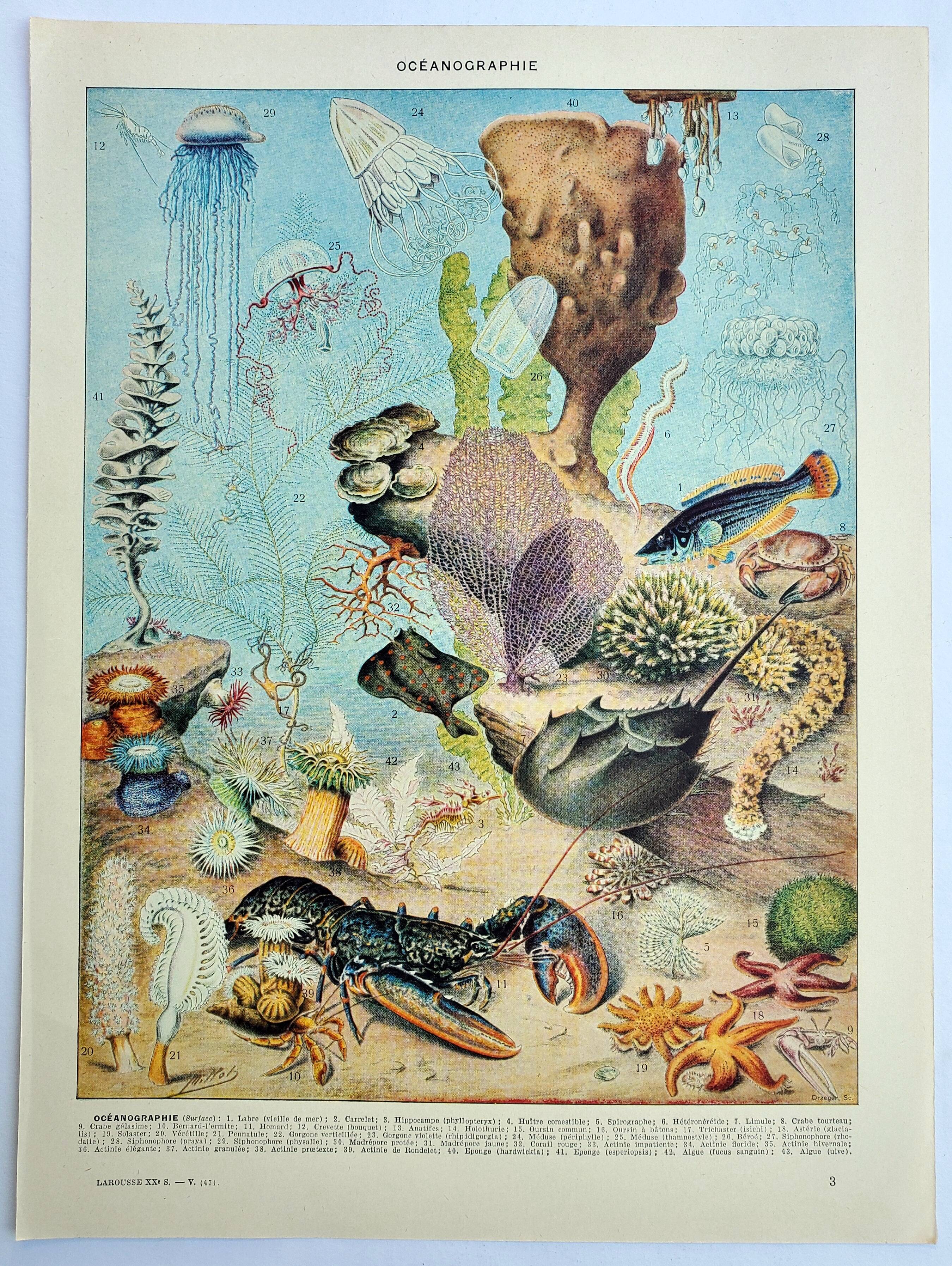 Old engraving 1928, Oceanography, marine fauna and flora • Lithograph, Original plate