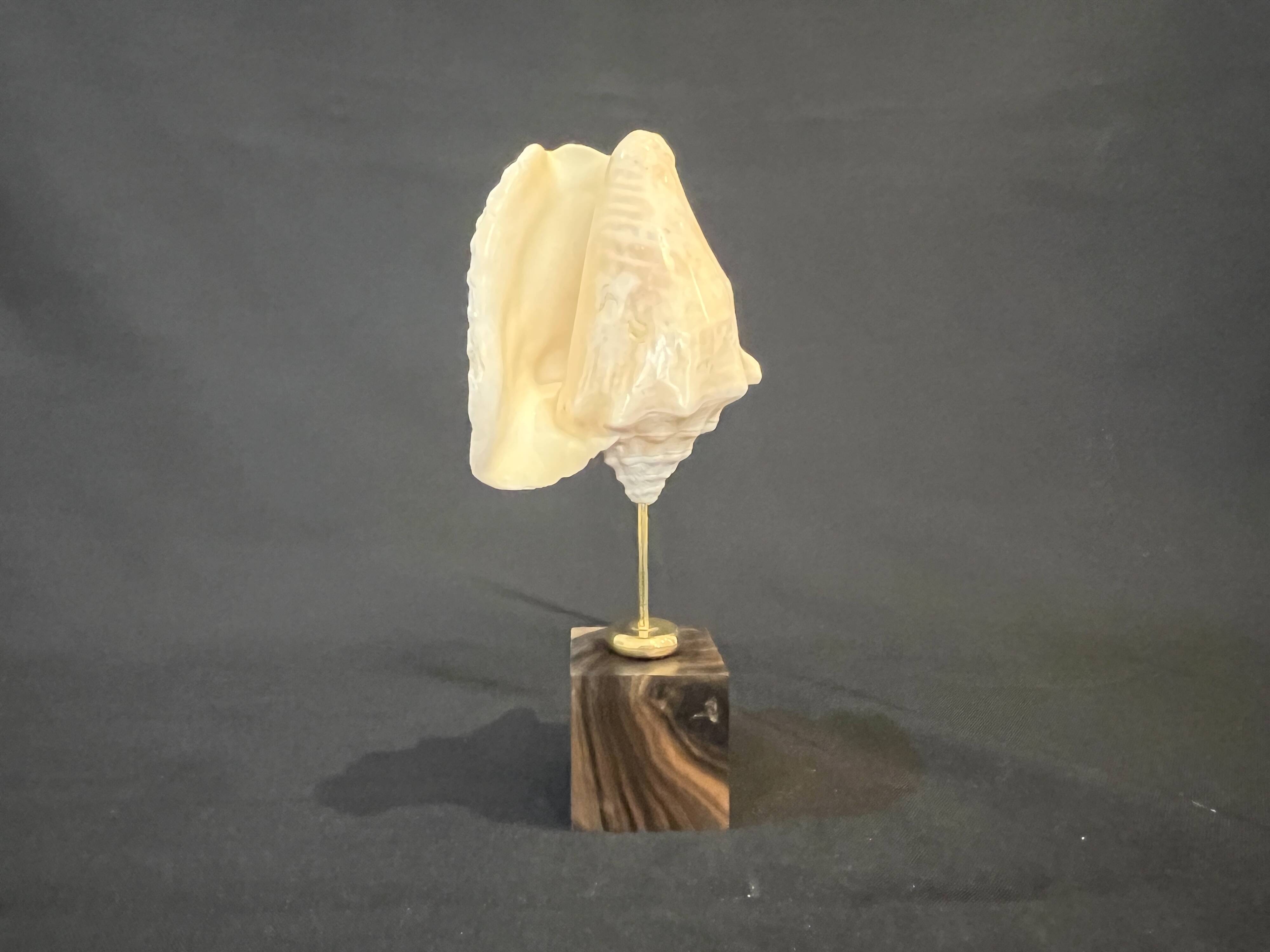 Shell on base "conch Strombus Latus" cabinet of curiosities