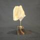 Shell on base "conch Strombus Latus" cabinet of curiosities