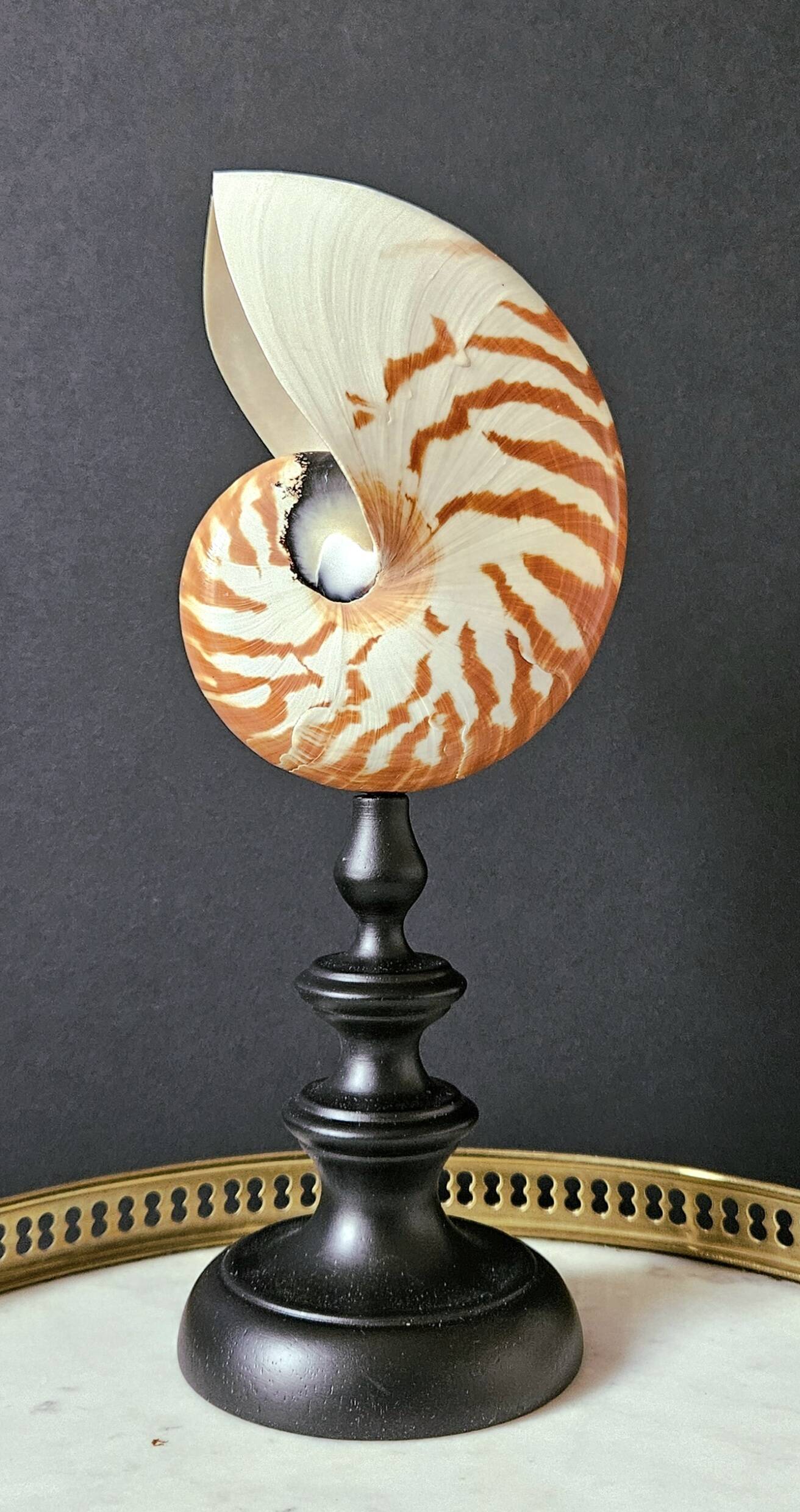 Nautilus / Natural Nautile, Black Turned Wood Base H: 25 cm