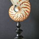 Nautilus / Natural Nautile, Black Turned Wood Base H: 25 cm
