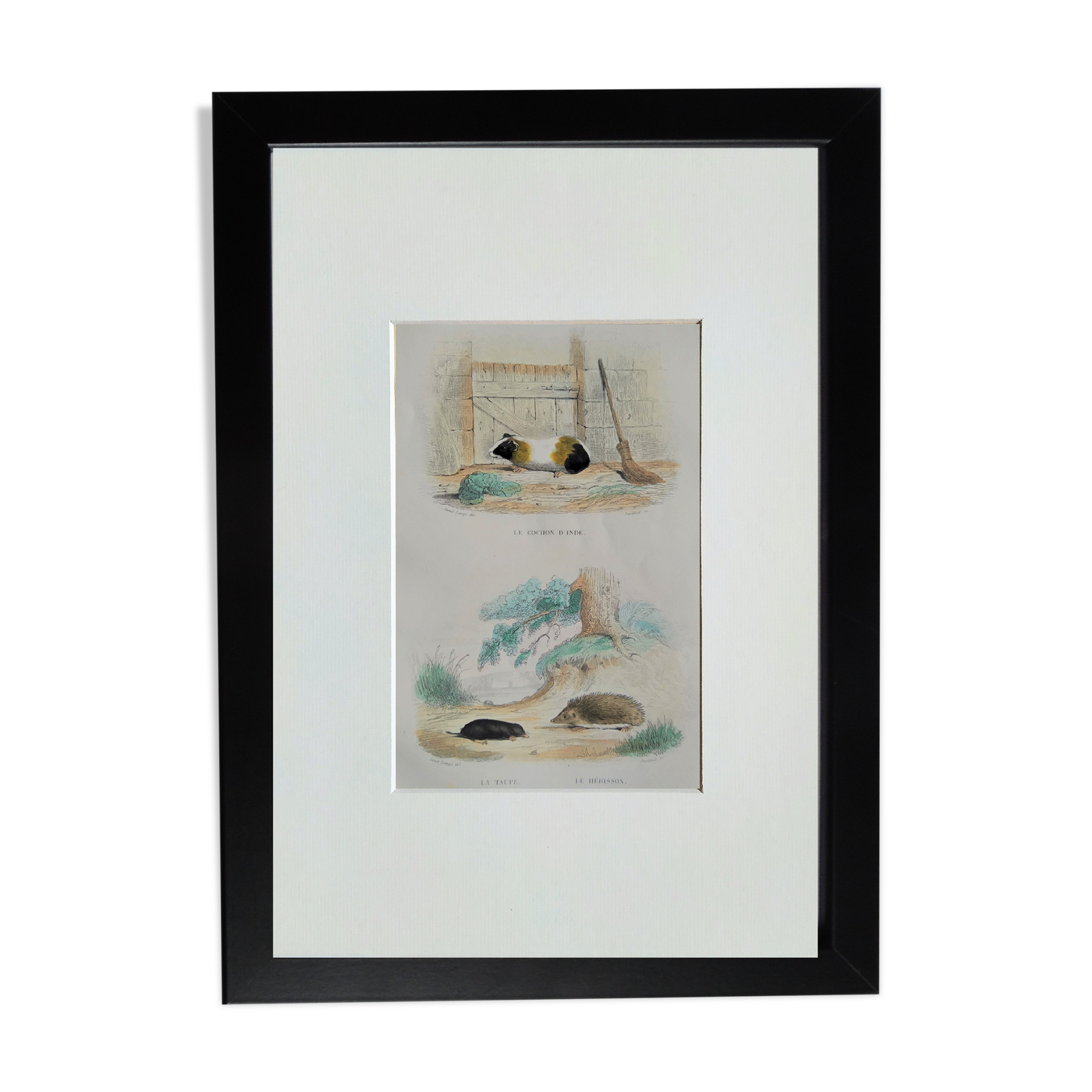 Original Zoological Plate "Guinea Pig, Mole,... - Buffon 1836