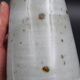 Sandstone vase with brown speckled decoration on a grey background - Bottle shape - Circa 1970 - Signed