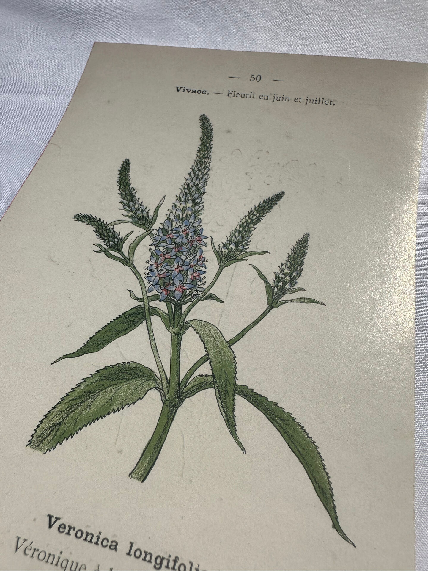 Botanical plate engraving flower 1800 double-sided coloured