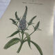 Botanical plate engraving flower 1800 double-sided coloured