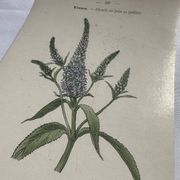 Planche botanique, gravure fleur 1800
