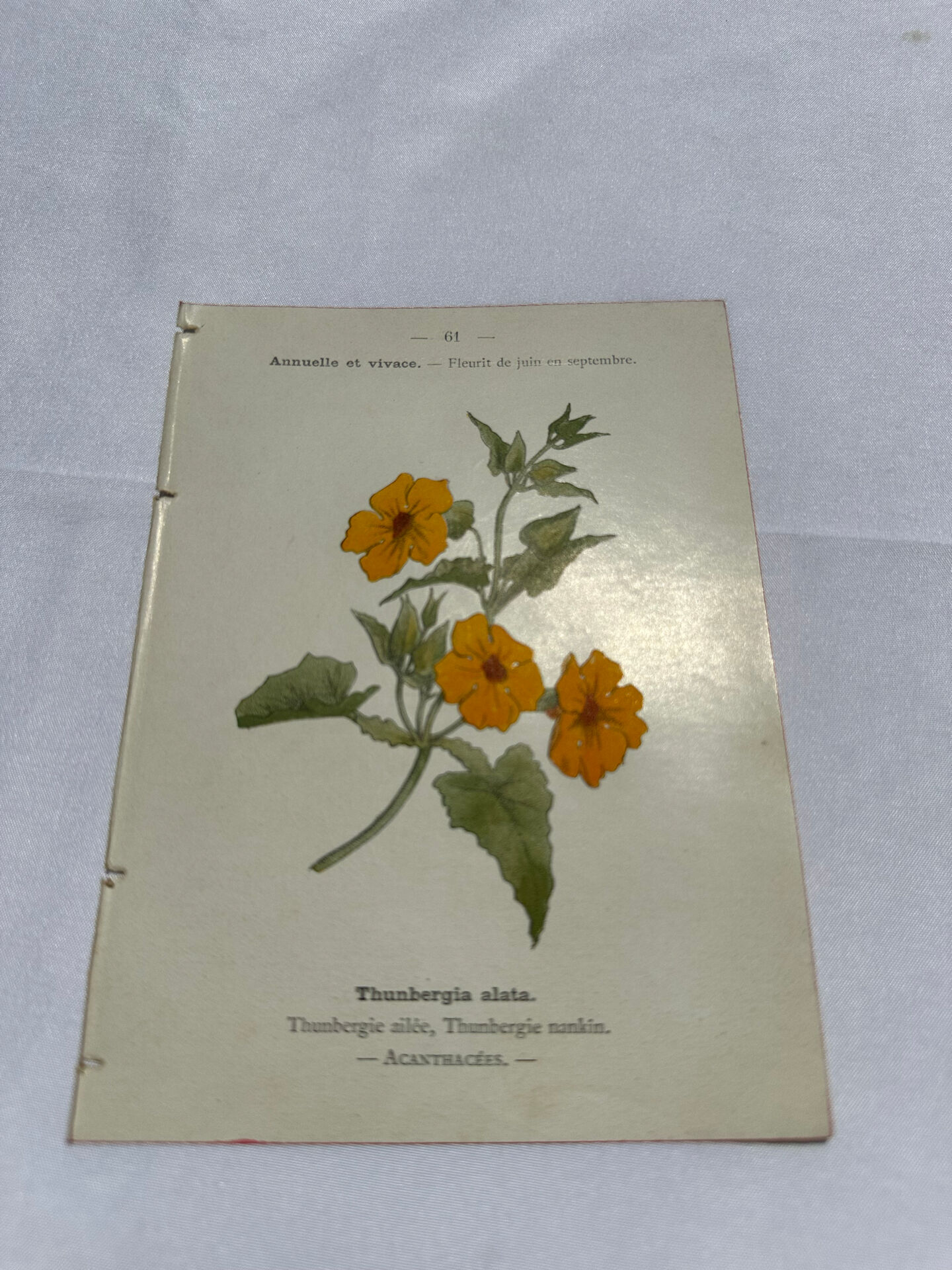 Gravure florale planche botanique vintage double face