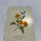 Gravure florale planche botanique vintage double face
