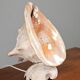 Vintage Shell Lamp