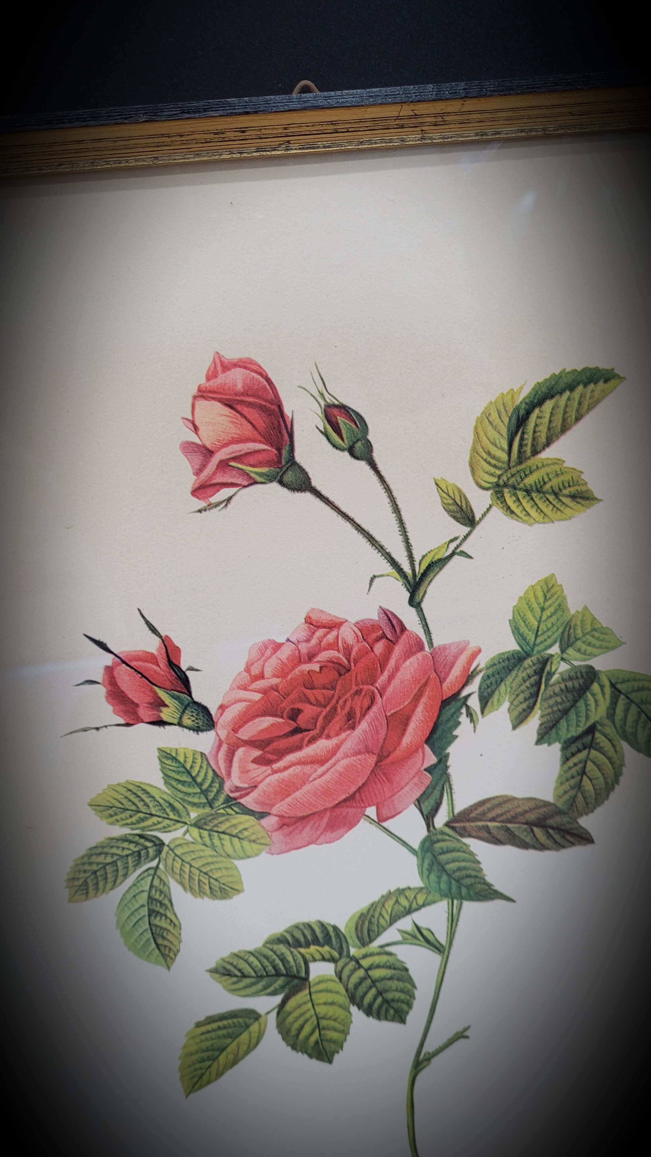 Lithograph Turbiné rose without thorns frame