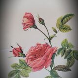 Lithograph Turbiné rose without thorns frame