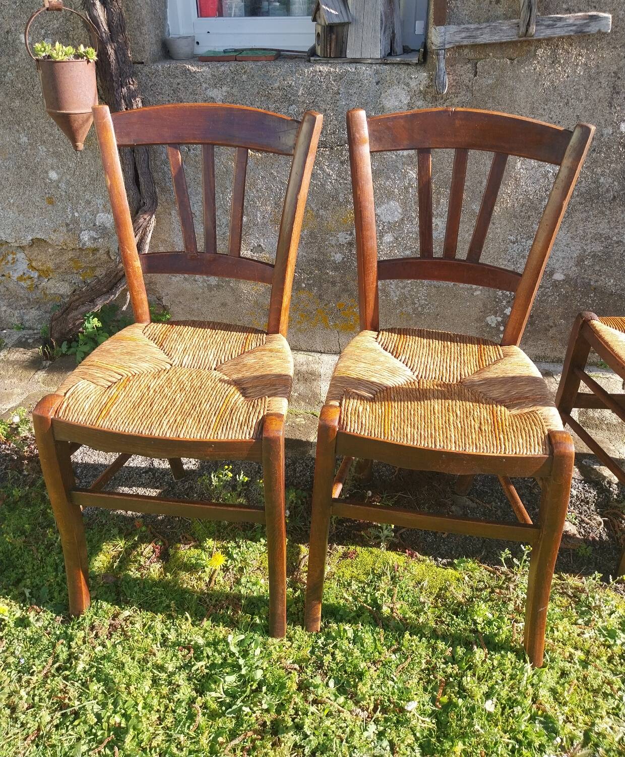 Pair of antique rush-seated chairs