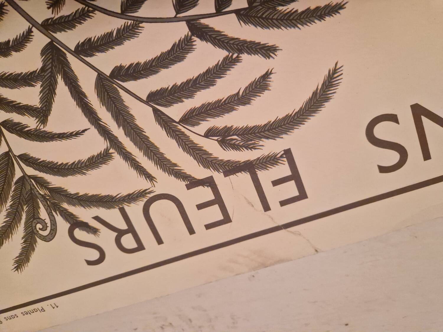 Old school poster Rossignol vintage 50s botanical plants without flowers