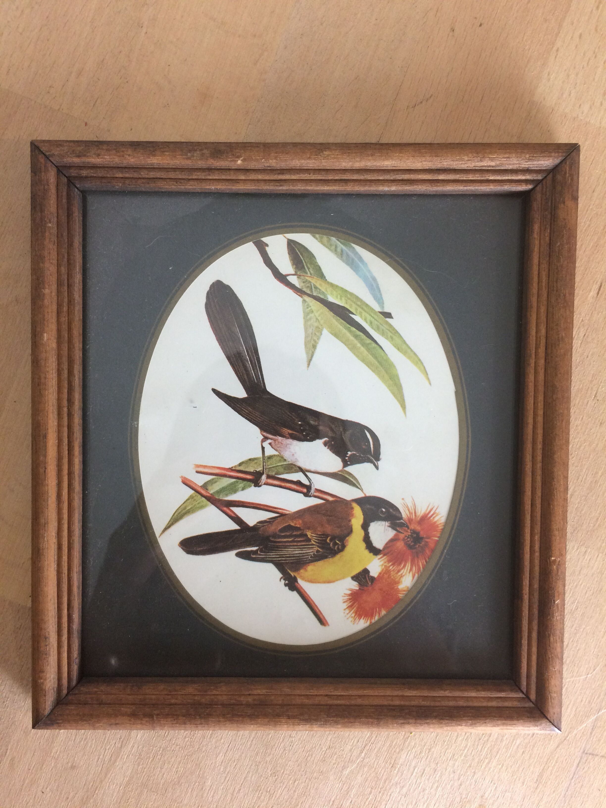 Bird illustrations under frame