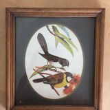Bird illustrations under frame