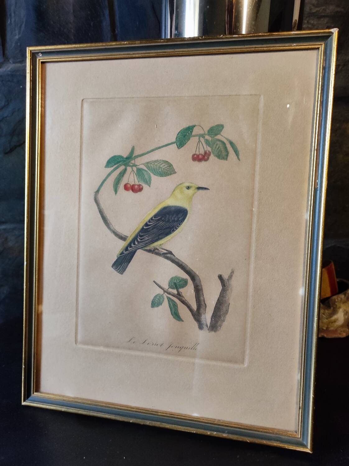 Colorized engraving, Loriot Jonquille, 19th century