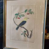 Gravure colorisée, Loriot Jonquille, 19e
