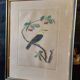 Gravure colorisée, Loriot Jonquille, 19e