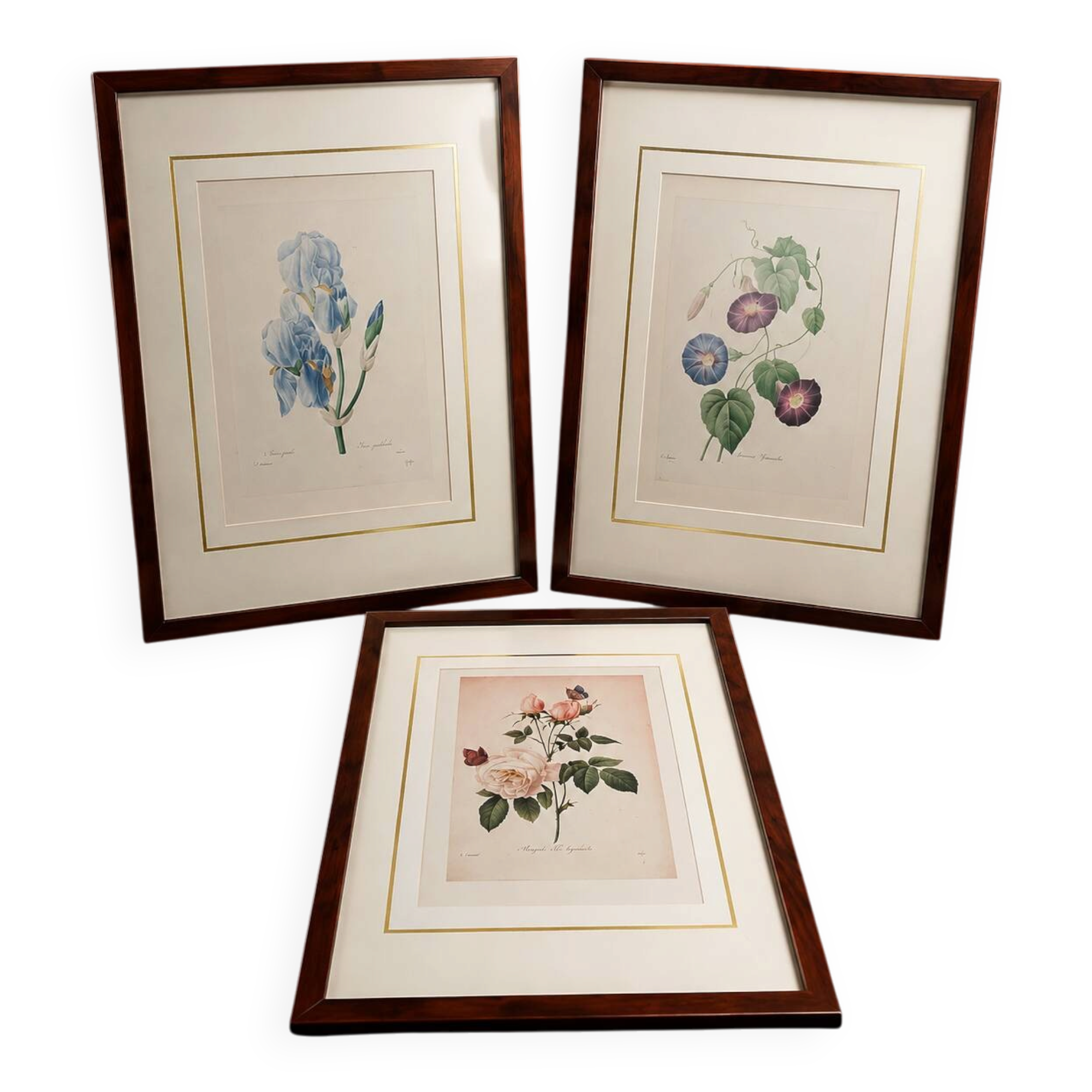Lot 3 Large Botanical Engravings by Pierre-Joseph Redouté Flowers
