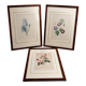 Lot 3 Large Botanical Engravings by Pierre-Joseph Redouté Flowers
