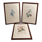 Lot 3 Large Botanical Engravings by Pierre-Joseph Redouté Flowers