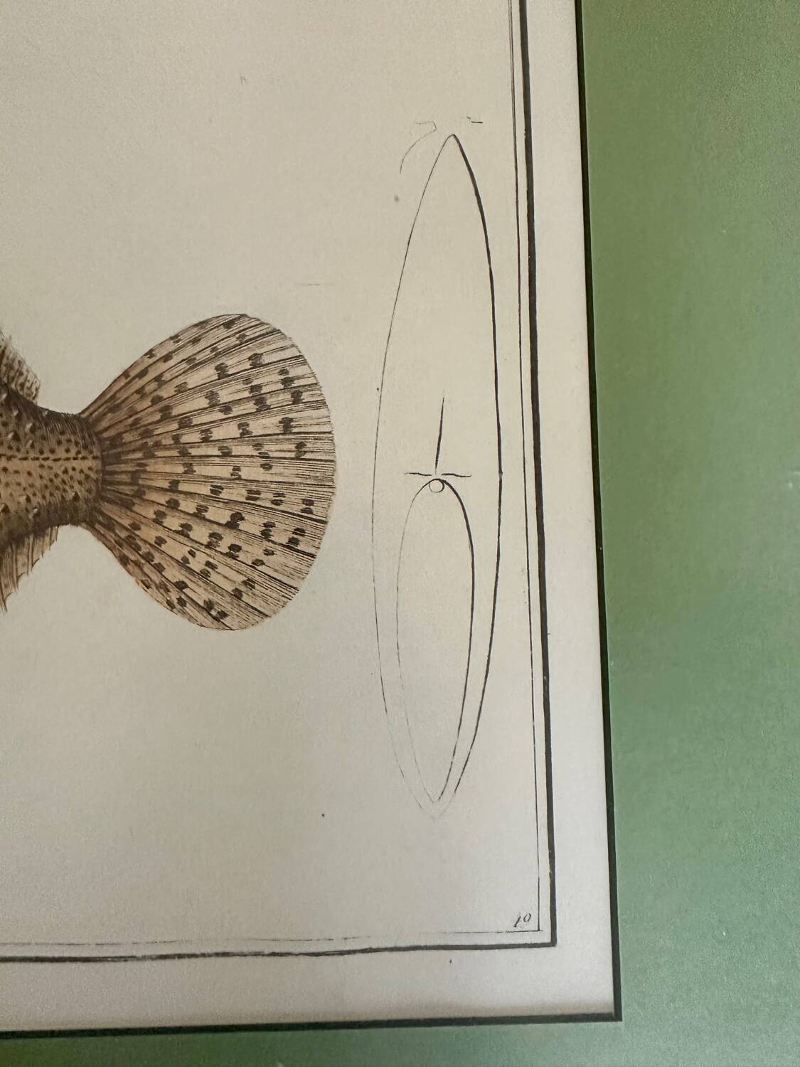 Ancienne lithographie Morubel, le turbot