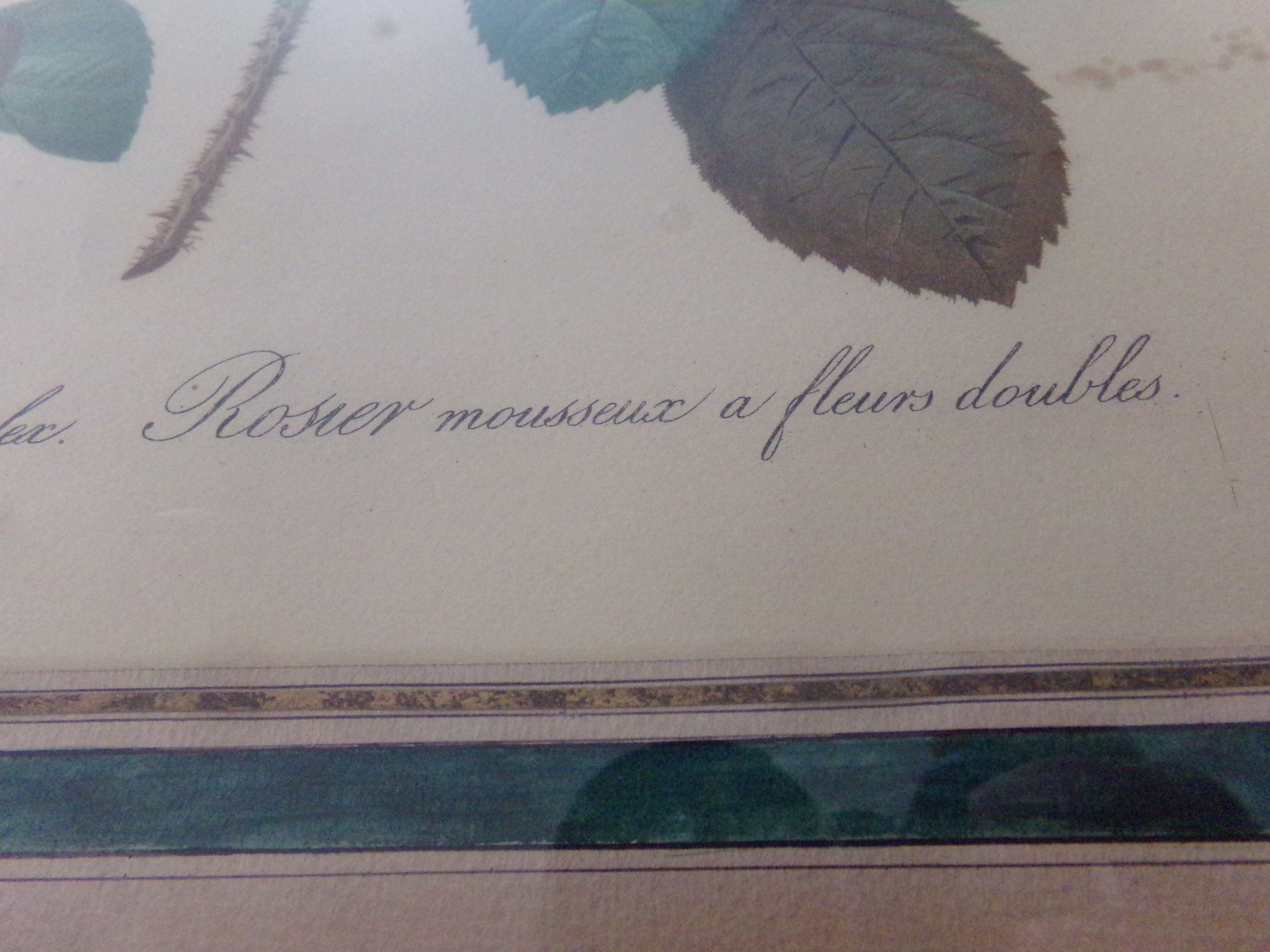 Framed antique lithograph by Pierre-Joseph Redouté