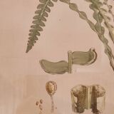 Framed herbarium illustration with a vintage effect.