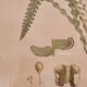 Framed herbarium illustration with a vintage effect.