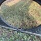 Antique garden bench