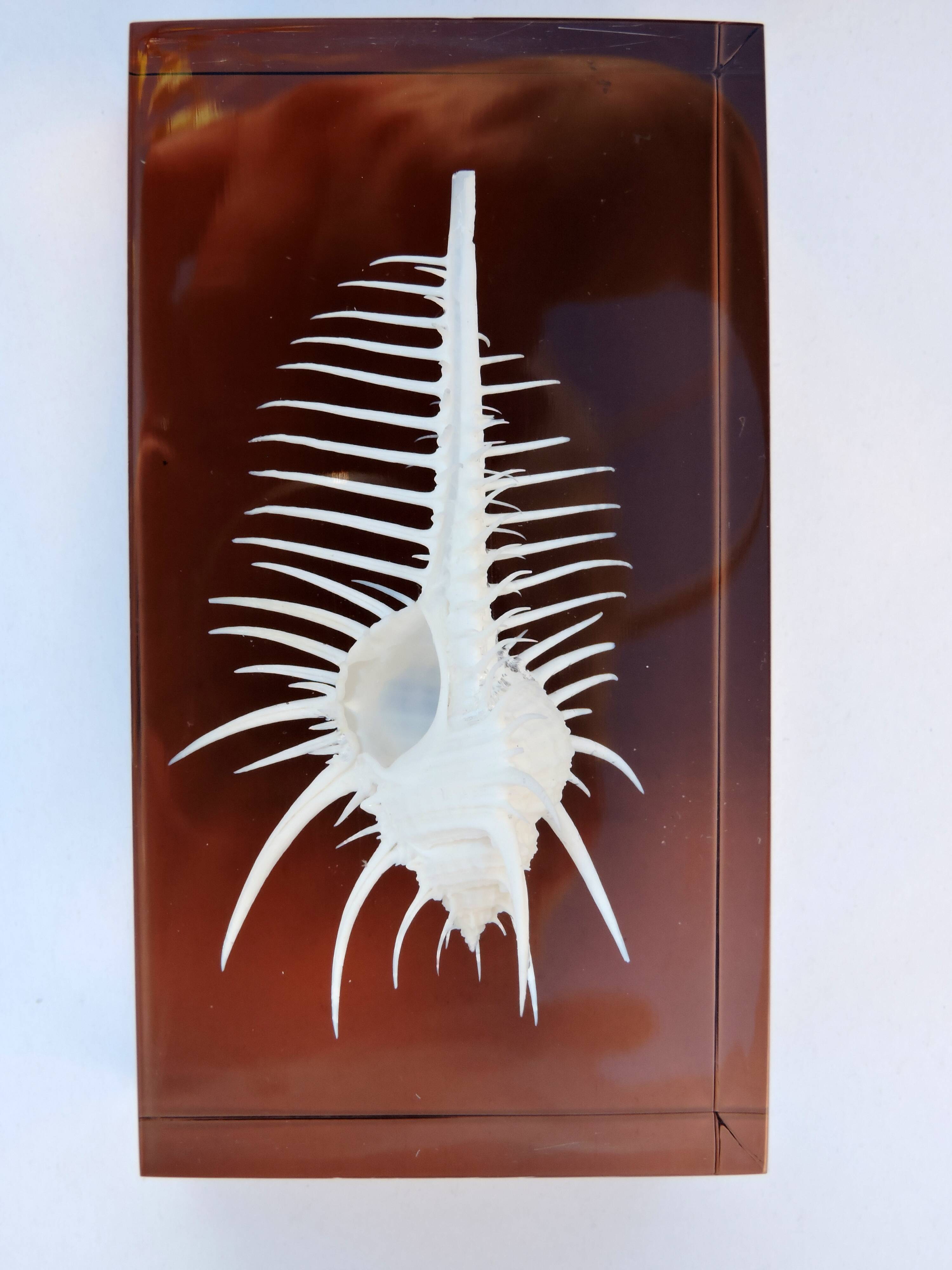 INCLUSION Vintage RESIN SHELL MUREX curiosity cabinet