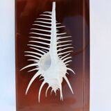 INCLUSION Vintage RESIN SHELL MUREX curiosity cabinet