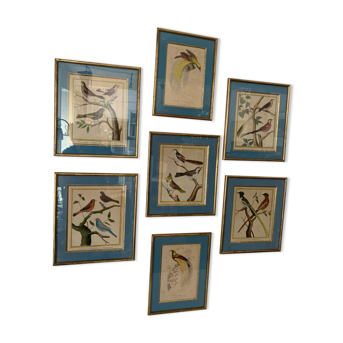 Set of 7 bird engravings