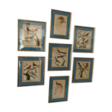 Set of 7 bird engravings