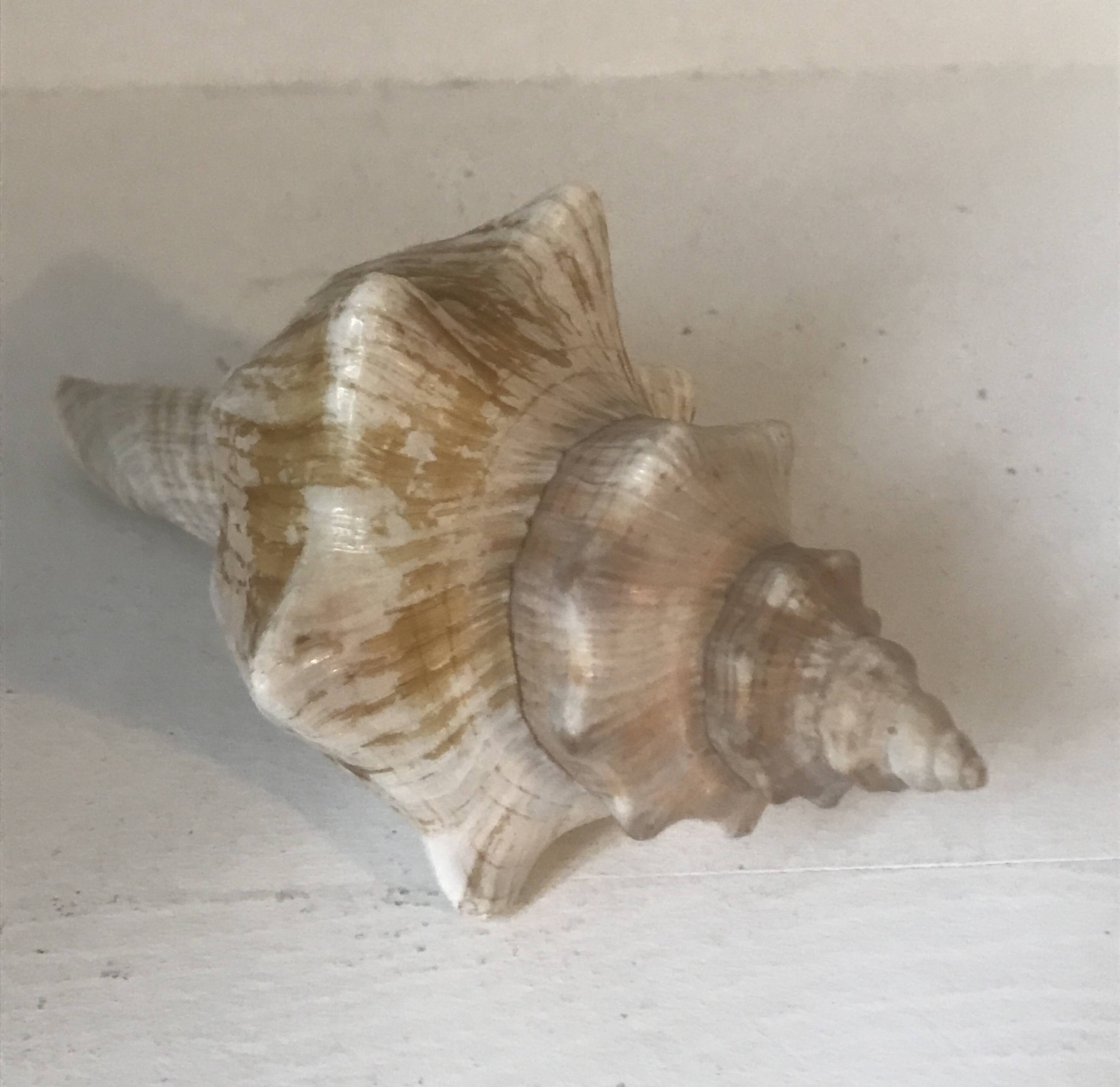 Comoros Conch Shell