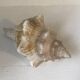 Comoros Conch Shell